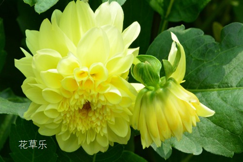 35MM定焦镜头使用教程无码av岛国片在线观看免，全方位使用教程揭秘